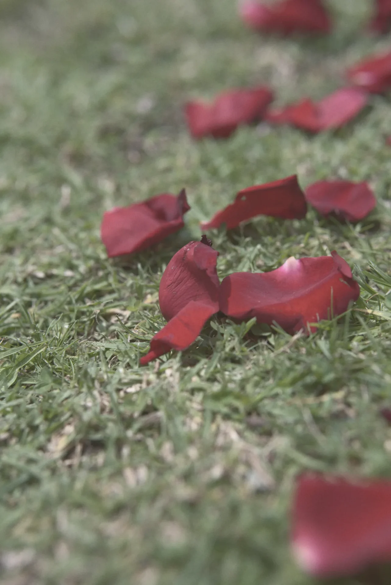 Pétalos de rosa roja sobre el pasto en una pedida de mano
