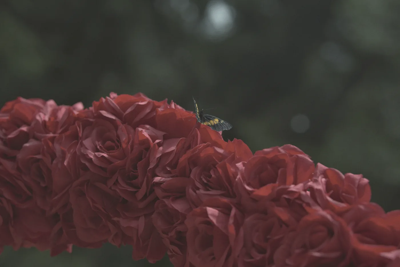 Detalle de rosas rojas de la decoración de una pedida de mano
